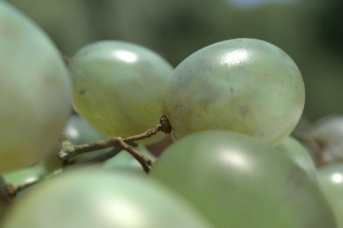 Wake up / Optimism & Resilience Part. 1 - The Infinity Of Grapes